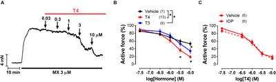 Thyroxine Induces Acute Relaxation of Rat Skeletal Muscle Arteries via Integrin αvβ3, ERK1/2 and Integrin-Linked Kinase